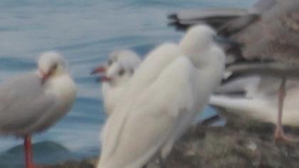 Küçük ak balıkçıl