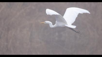Büyük ak balıkçıl