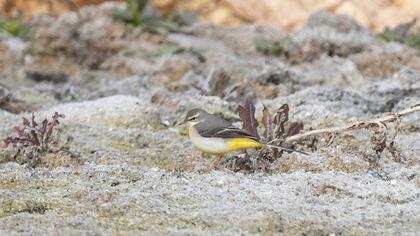Dağ kuyruksallayanı
