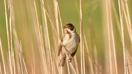 Bataklık Kirazkuşu