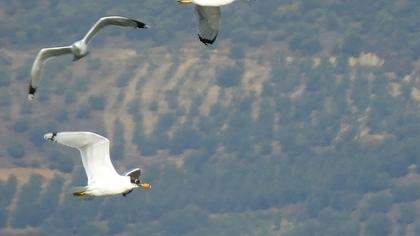 Büyük karabaş martı