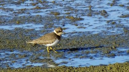 Halkalı küçük cılıbıt