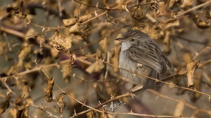 Dikkuyruklu ötleğen