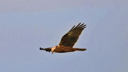 Western Marsh Harrier