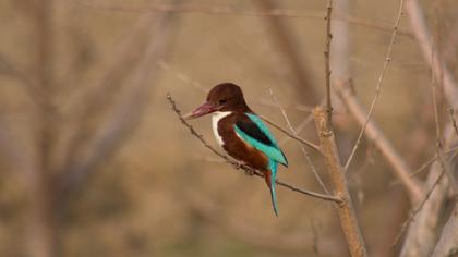İzmir yalıçapkını