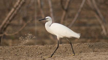 Küçük ak balıkçıl