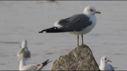 Küçük gümüş martı