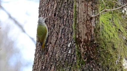 Küçük yeşil ağaçkakan