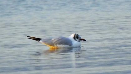 Black-headed Gull