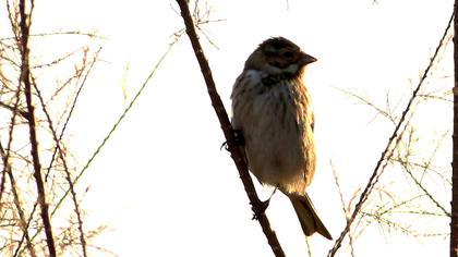 Bataklık Kirazkuşu