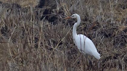 Büyük ak balıkçıl