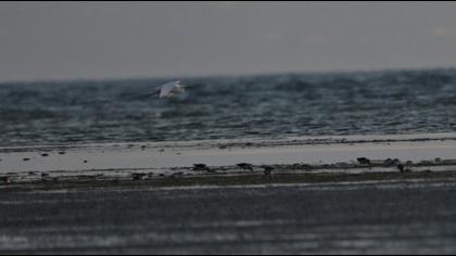 Küçük ak balıkçıl