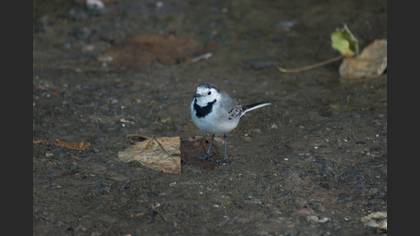 White Wagtail