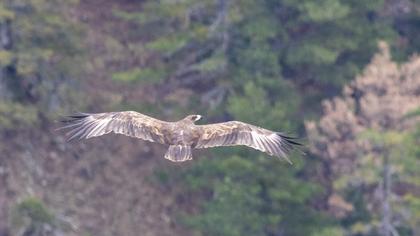 Büyük orman kartalı