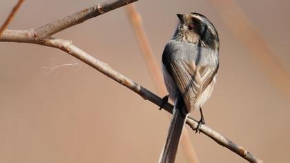 Uzunkuyruklu baştankara