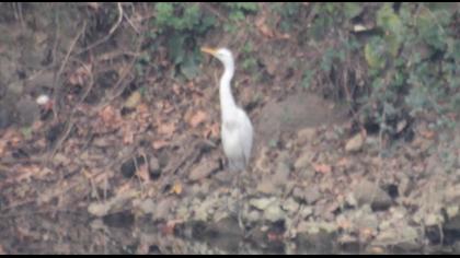 Büyük ak balıkçıl