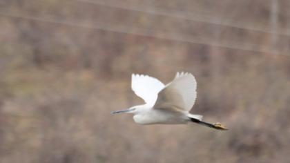 Küçük ak balıkçıl