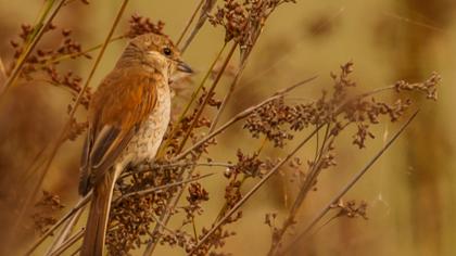 Kızılsırtlı örümcekkuşu
