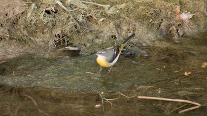 Dağ kuyruksallayanı