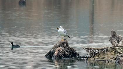 Van gölü martısı