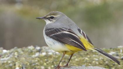 Dağ kuyruksallayanı