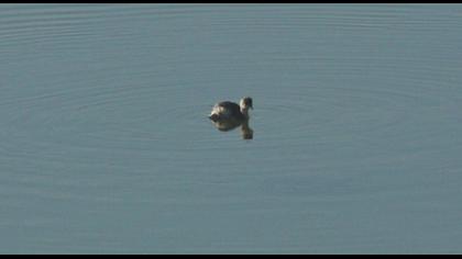 Little Grebe