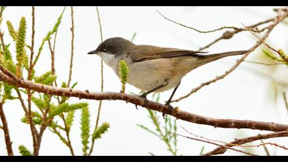 Küçük akgerdanlı ötleğen