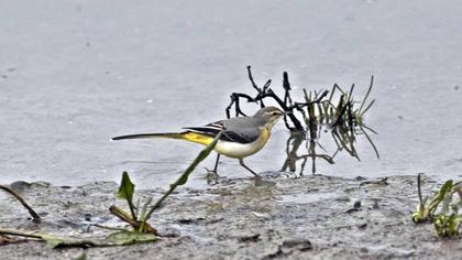 Dağ kuyruksallayanı