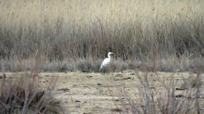 Büyük ak balıkçıl