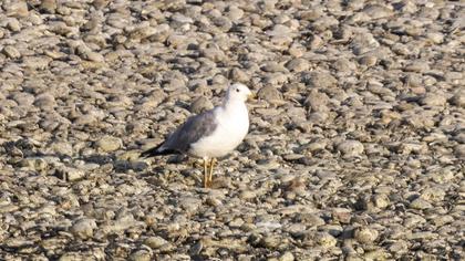 Van gölü martısı