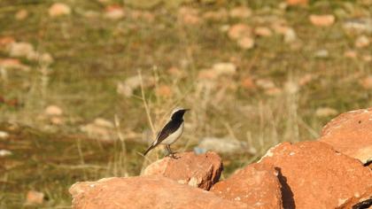Aksırtlı kuyrukkakan