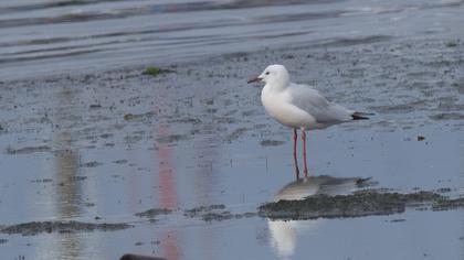 Slender-billed Gull
