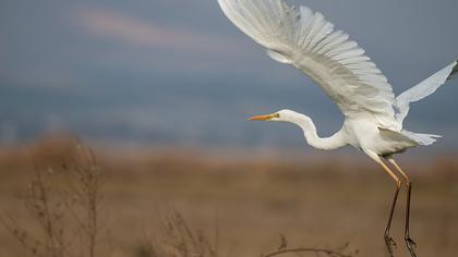 Büyük ak balıkçıl
