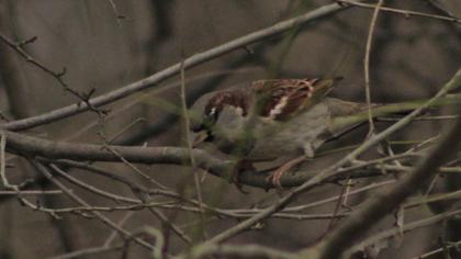 House Sparrow