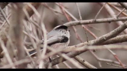 Uzunkuyruklu baştankara