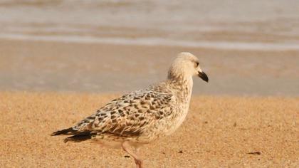 Kuzey gümüş martı