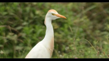 Sığır balıkçılı