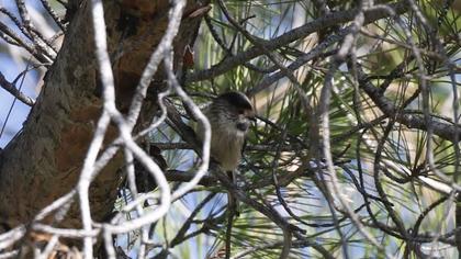 Uzunkuyruklu baştankara