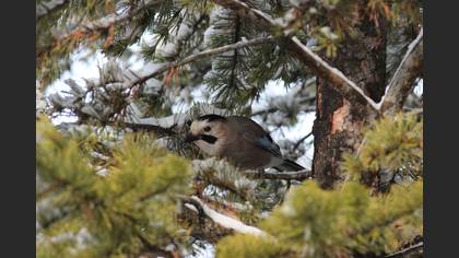 Eurasian Jay