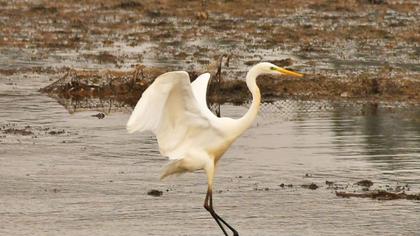 Büyük ak balıkçıl