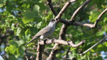 Karabaşlı ötleğen