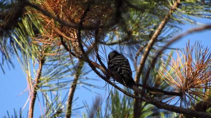 Küçük ağaçkakan