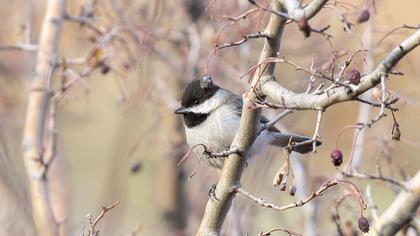 Akyanaklı baştankara
