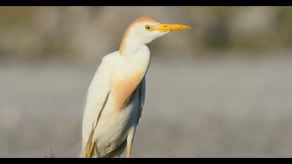 Sığır balıkçılı