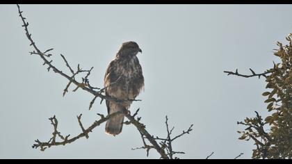Common Buzzard