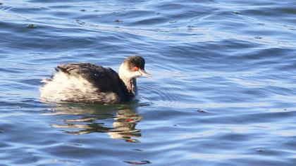 Karaboyunlu batağan