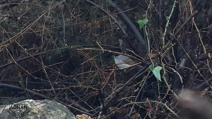 Karabaşlı ötleğen