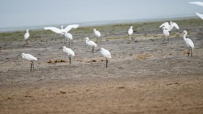 Küçük ak balıkçıl
