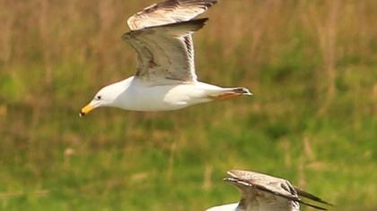 Van gölü martısı