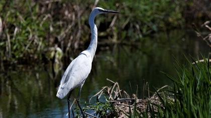 Küçük ak balıkçıl